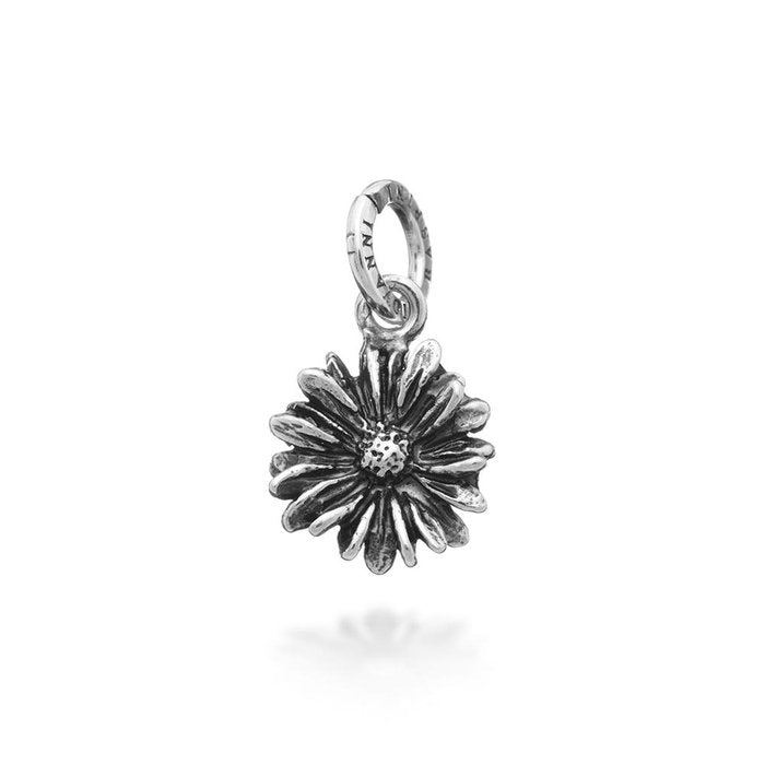 Charme de marguerite