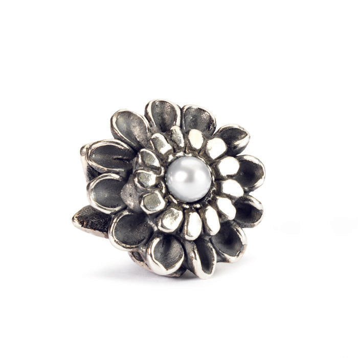 Crisantemo di novembre