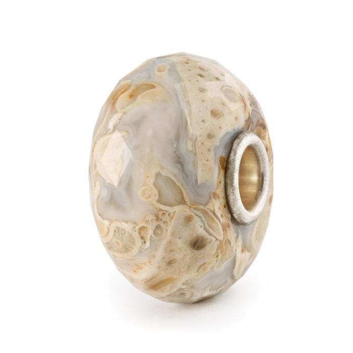 Fossil Wood