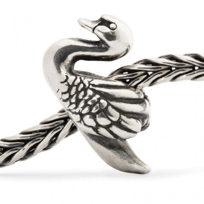 Cigno