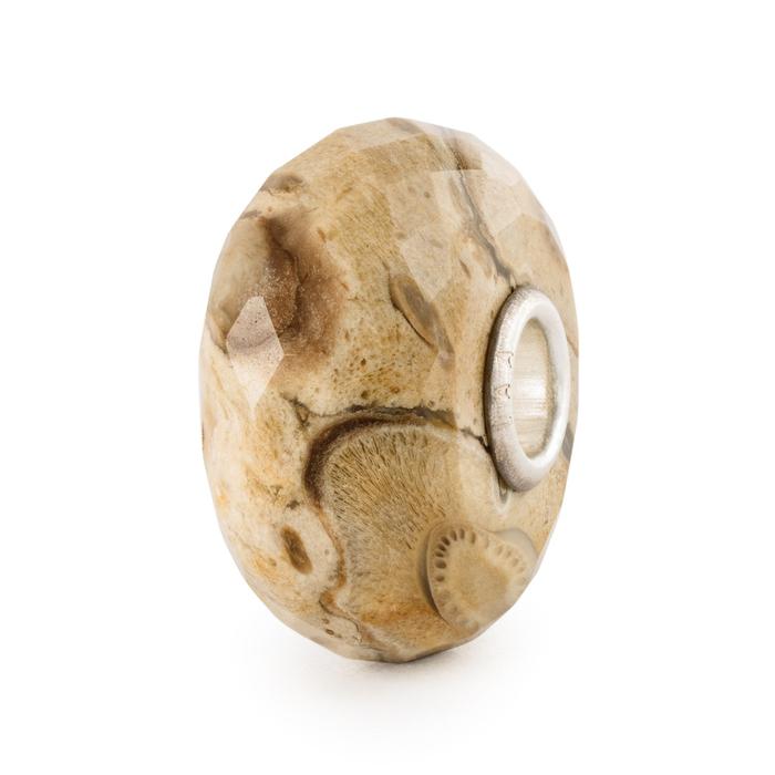 Fossil Wood